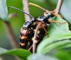 Leptura aurulenta